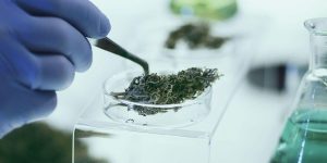 Ultimate Cannabis Extraction Guide: Everything You Need